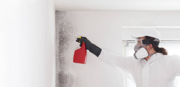 Attic Mold Removal in Oak Grove, SC